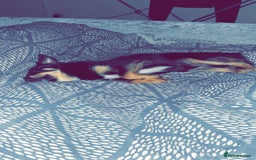 Pomchi dogs for sale: Lovely Male Pomchi - Image 3