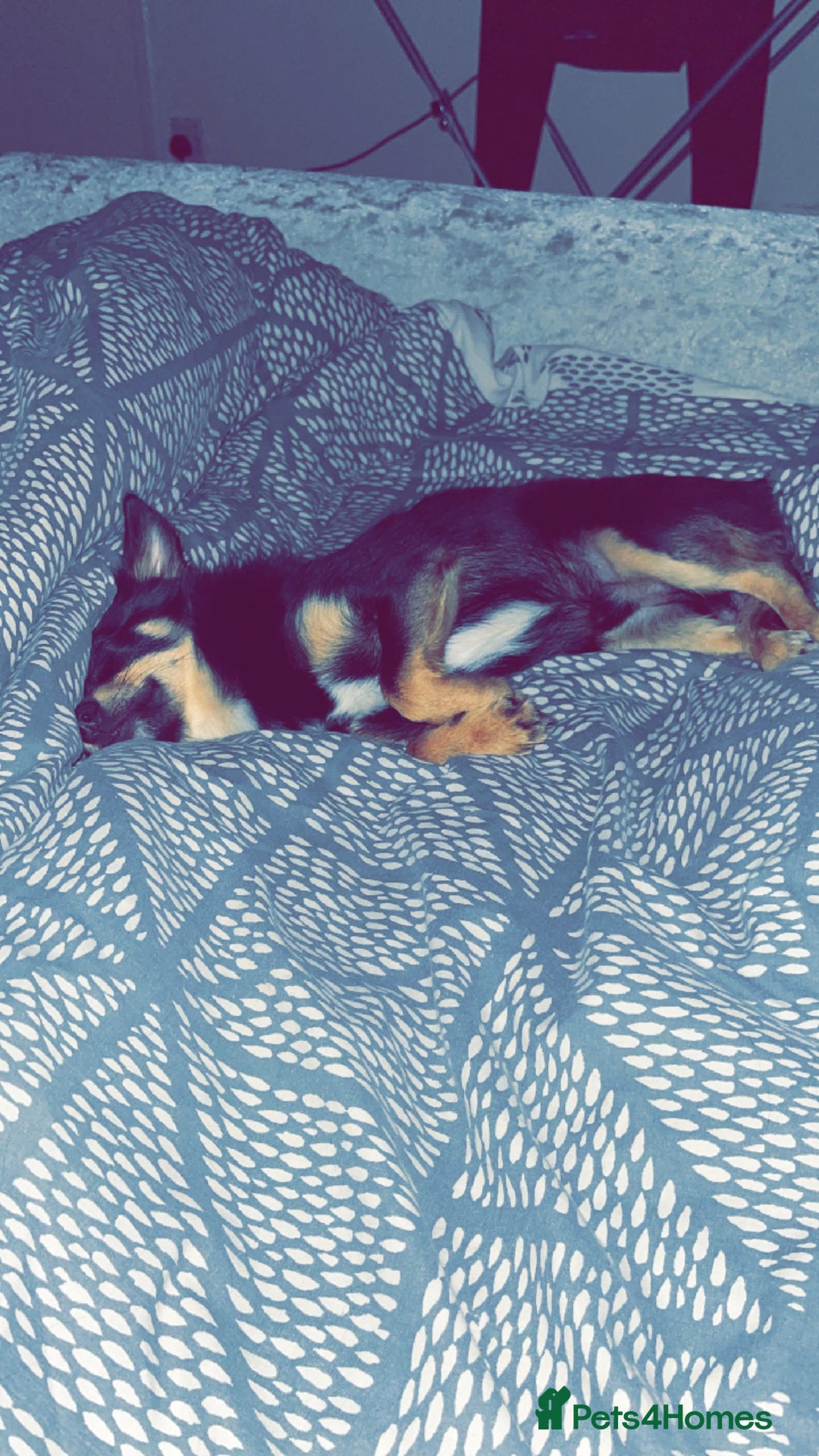 Pomchi dogs for sale: Lovely Male Pomchi - Image 3