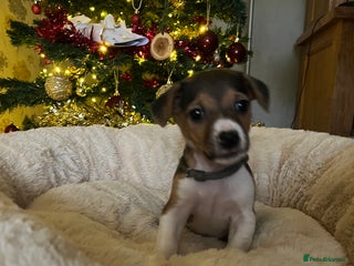 Jack Russell dogs Miniature Tri-Coloured Jack Russell Puppy - Advert 16