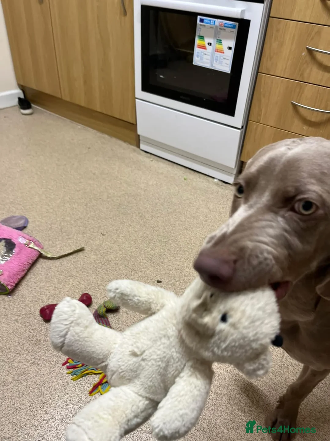 Weimaraner dogs for sale: Hallie  - Advert 22