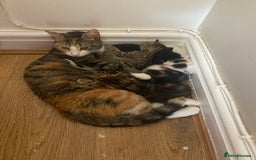 British Shorthair cats for sale: Kittens for sale  - Image 7