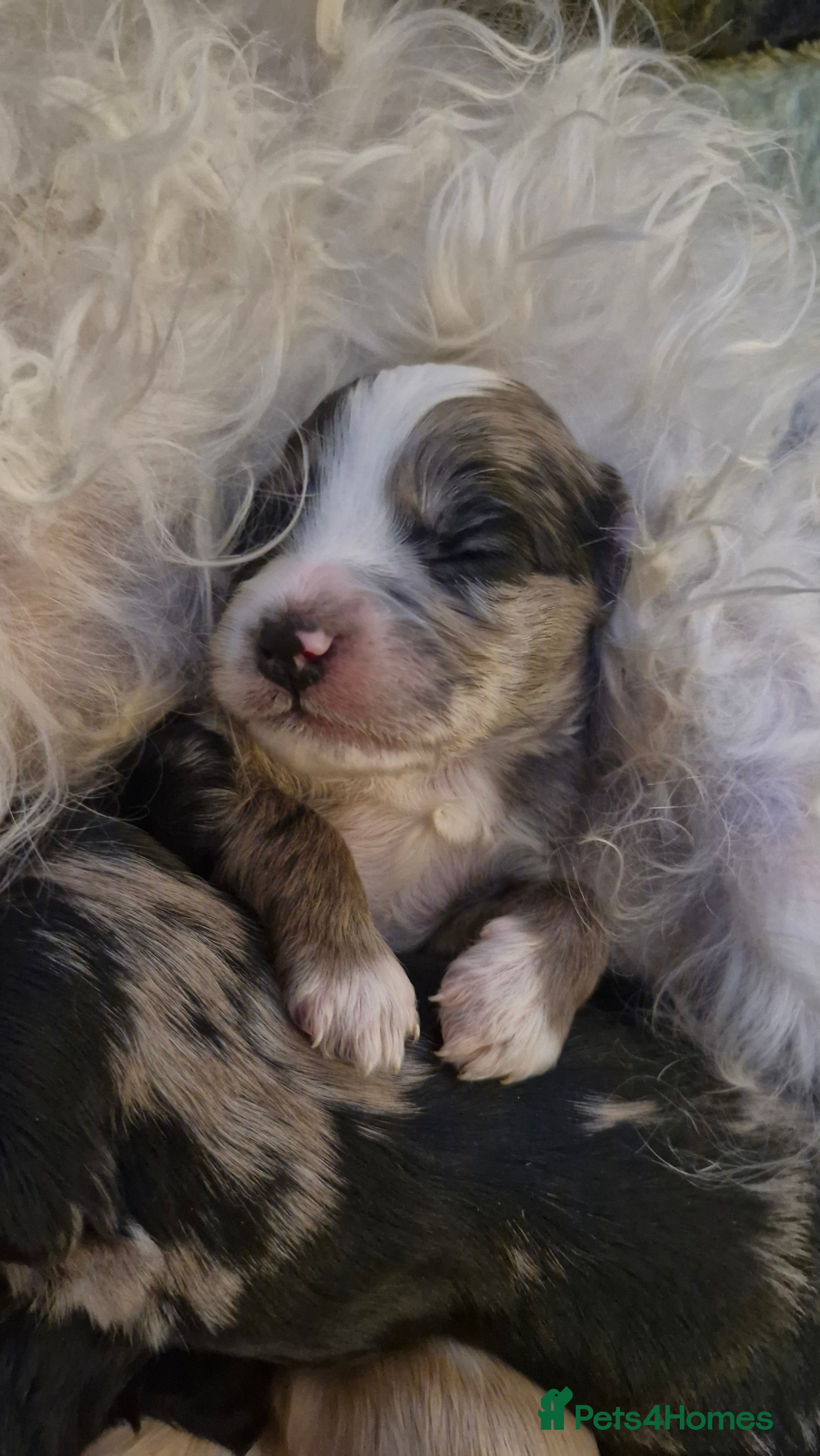 Mixed Breed dogs Cockerpoo/Schnoodle/Bischon Puppies  - Advert 10