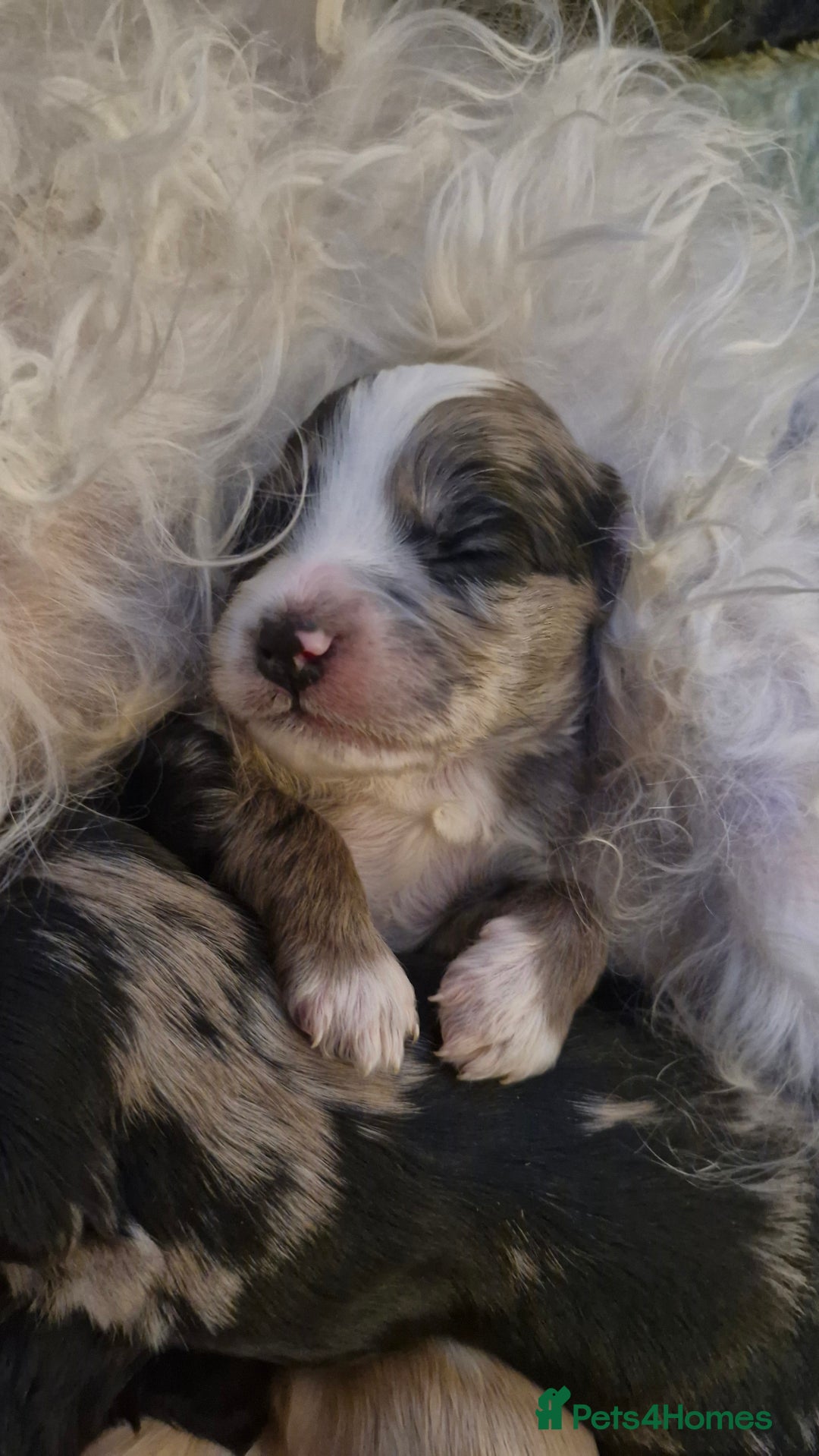 Mixed Breed dogs for sale: Cockerpoo/Schnoodle/Bischon Puppies  - Advert 7