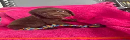 Sprocker dogs for sale: 5 chocolate Sprockers  - Advert 11
