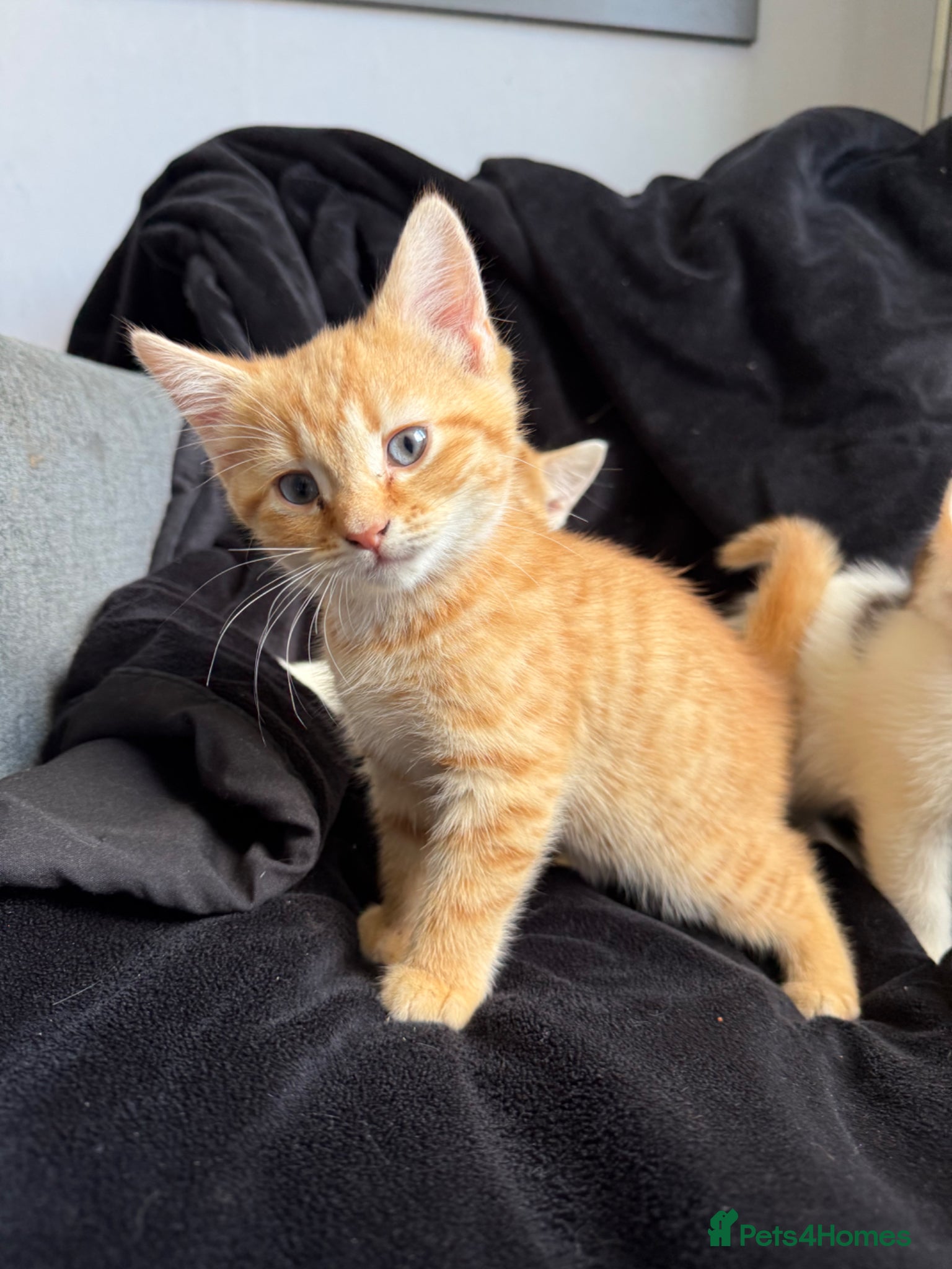 Mixed Breed cats 3 beautiful girls looking for homes - Advert 1