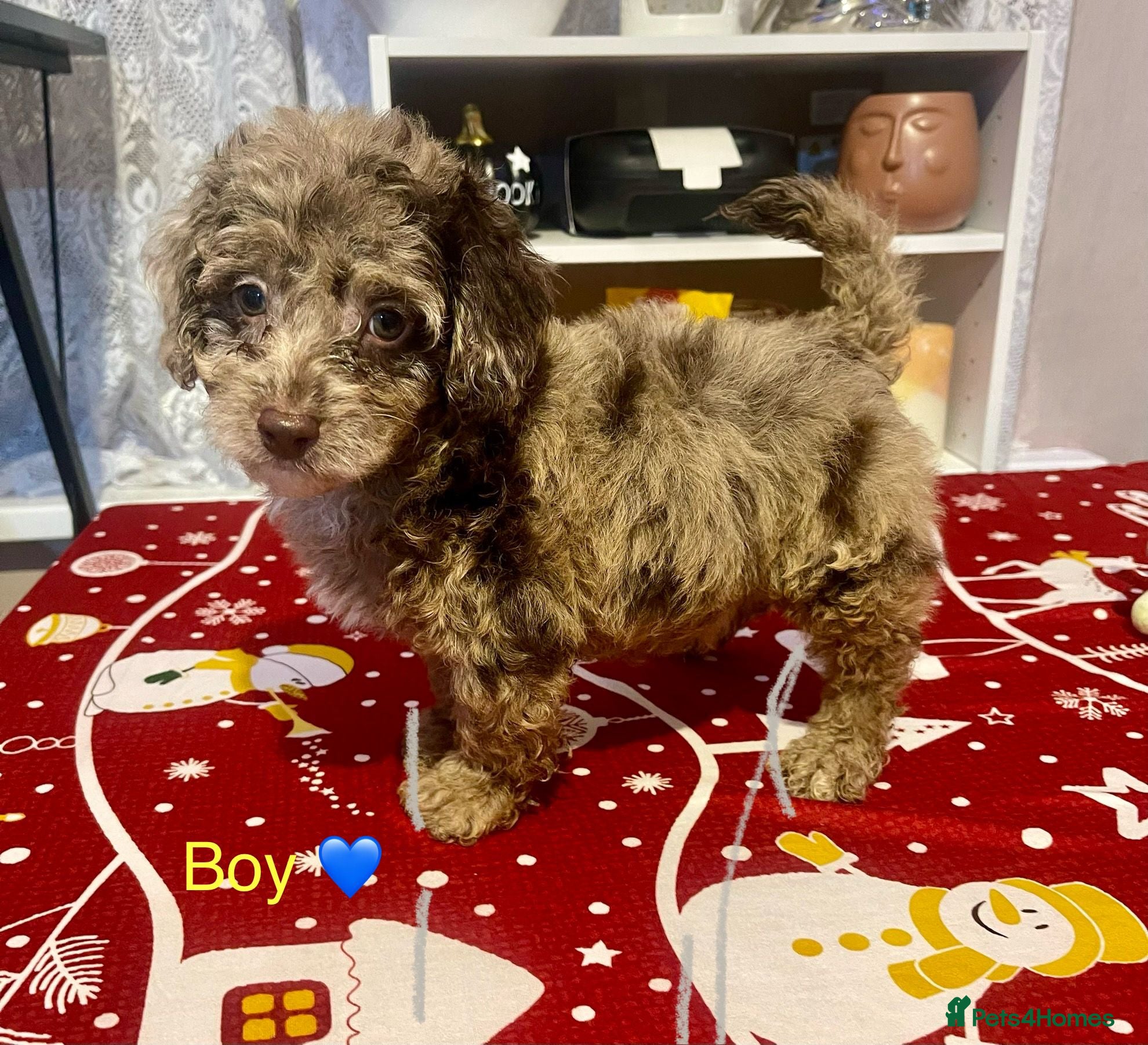 Cavapoo dogs Beautiful Cavapoo puppies  - Advert 17