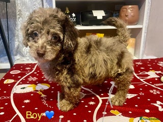 Cavapoo dogs Beautiful Cavapoo puppies - Advert 2