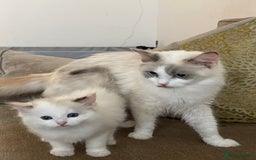 Ragdoll cats for sale: 🌟 Stunning Ragdoll Kittens 🌟 - Image 11