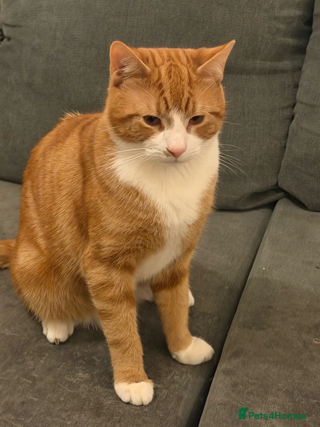 Mixed Breed cats for sale: Two 9 Month-Old Ginger & White Cats for Sale 🐾 in London - Advert 2