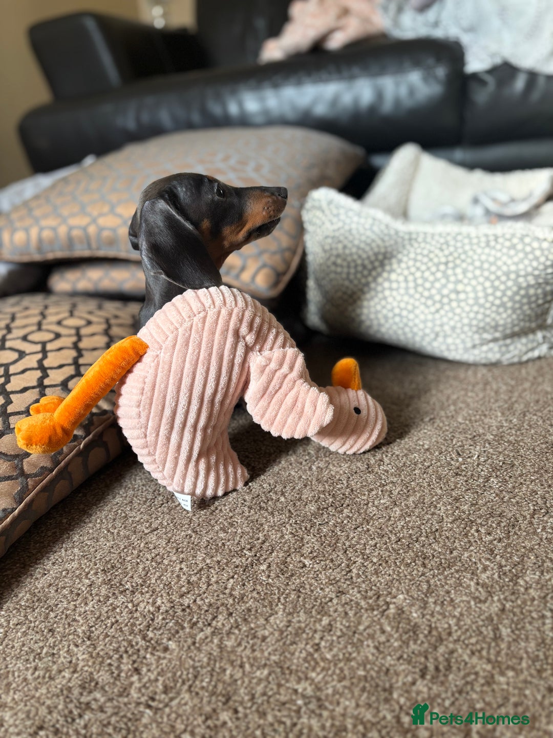 Miniature Dachshund dogs for sale: Miniature dachshund female puppy - Image 4
