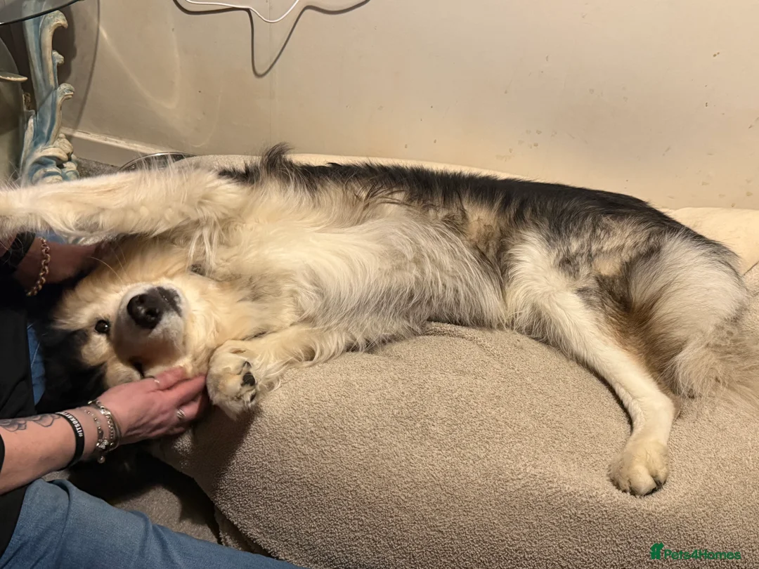 Siberian Husky dogs for sale: Siberian Husky “male” - Advert 5