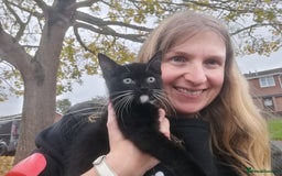 Mixed Breed cats for adoption: 💙🐱 OREO & SHADOW 😺💙 - Image 9