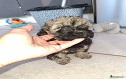 Shihpoo dogs for sale: Shih-poo on shih-poo Puppies  - Image 22