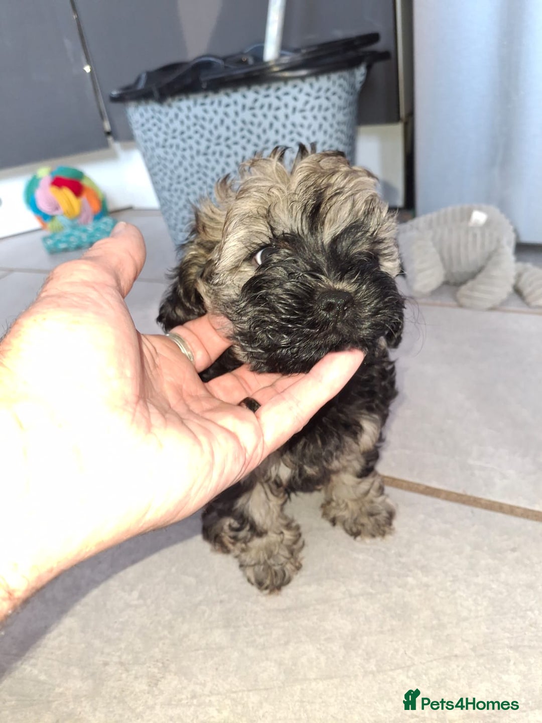 Shihpoo dogs for sale: Shih-poo on shih-poo Puppies  - Image 22