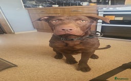 Mixed Breed dogs for sale: Beautiful baby boy  - Advert 1