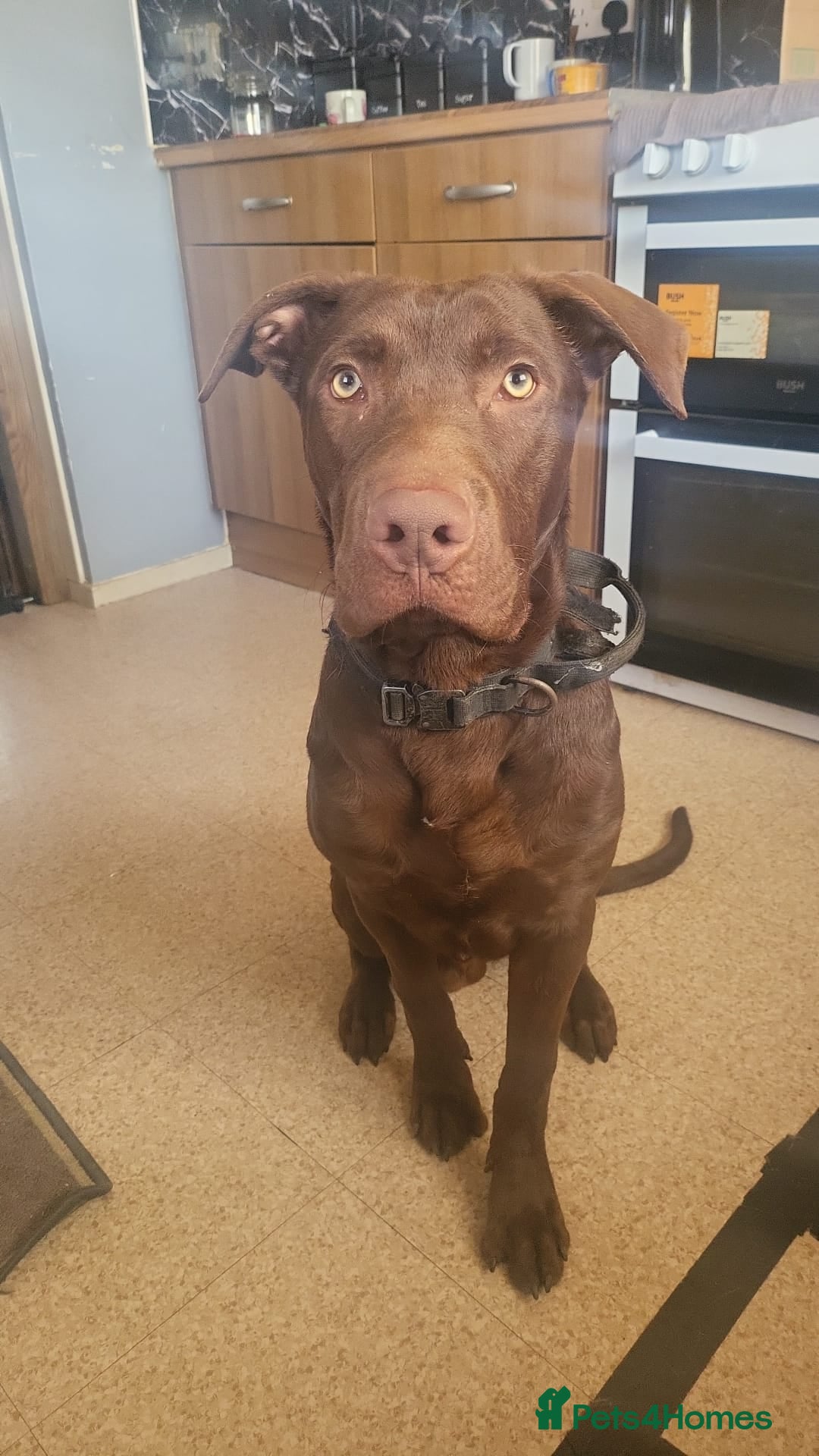 Mixed Breed dogs for sale: Beautiful baby boy  - Advert 1