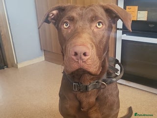 Mixed Breed dogs for sale: Beautiful baby boy - Advert 1