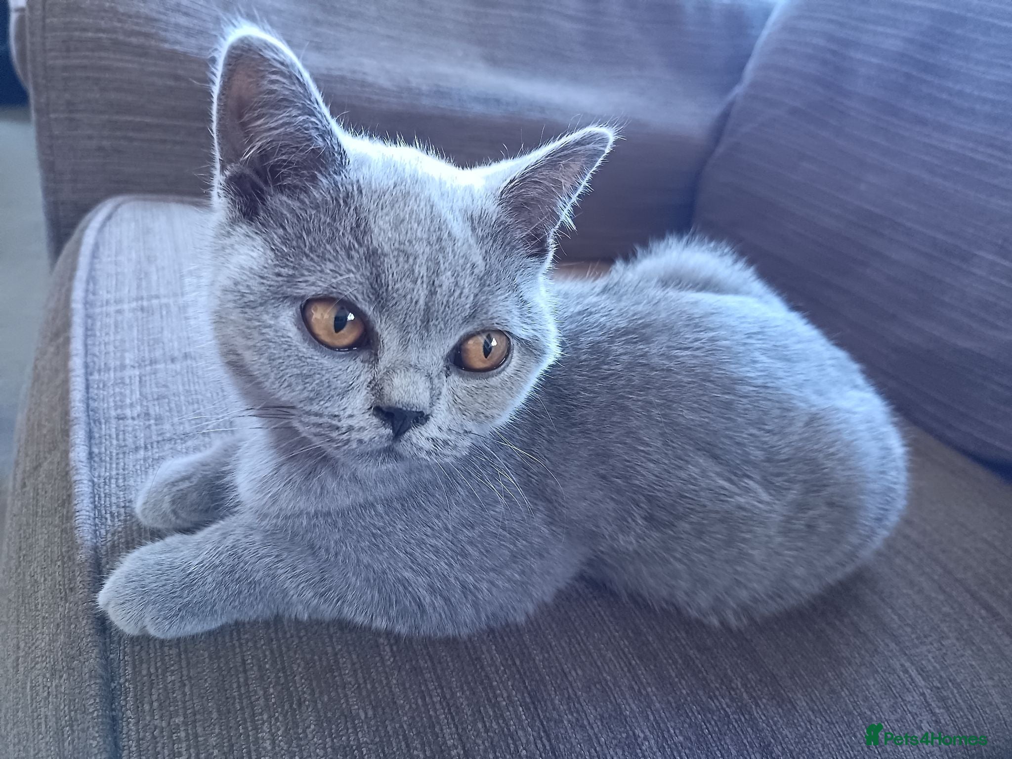 British Shorthair cats Ready to go. Gccf registered blue BSH kittens - Advert 9