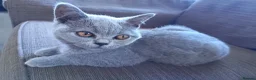 British Shorthair cats for sale: Ready to go. Gccf registered blue BSH kittens - Advert 1