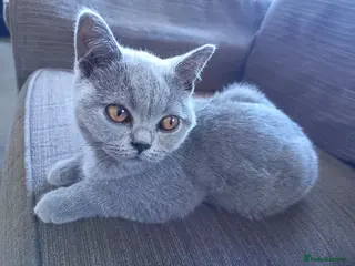 British Shorthair cats Ready to go. Gccf registered blue BSH kittens - Advert 2