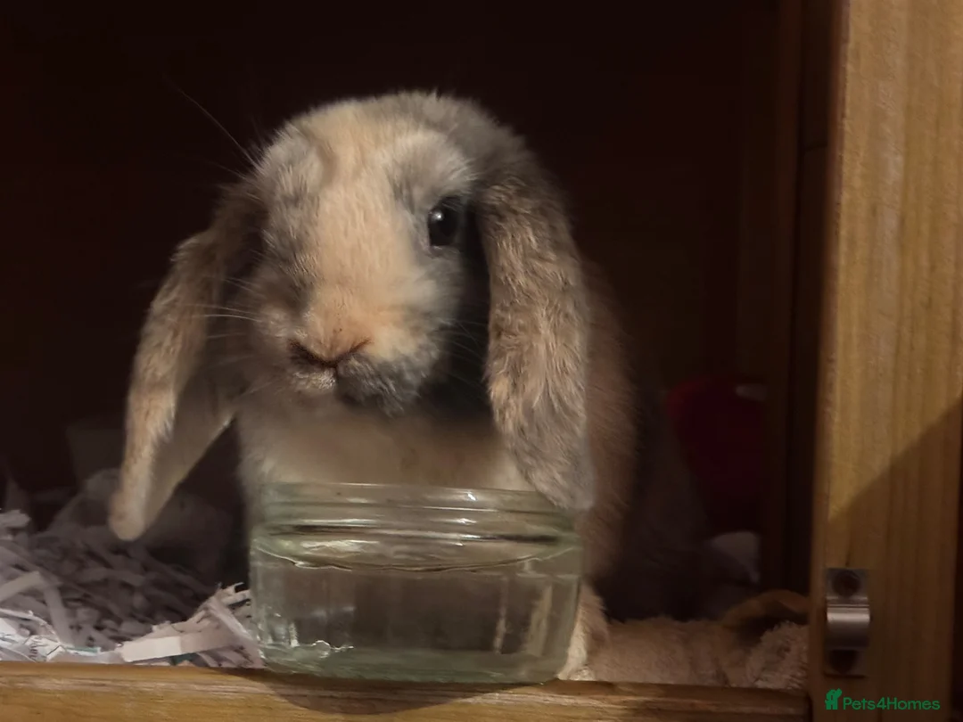 Mini Lop rabbits for sale: Mini lop in Stevenage - Advert 2