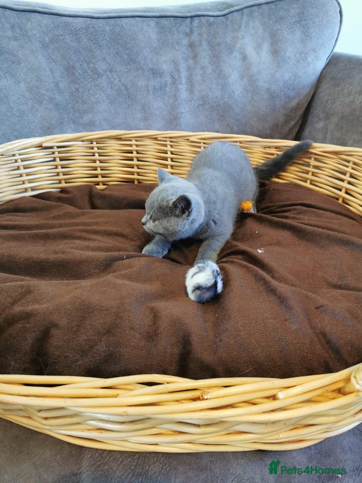 British Shorthair cats British shorthair kittens  - Advert 19