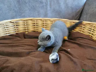 British Shorthair cats British shorthair kittens - Advert 19