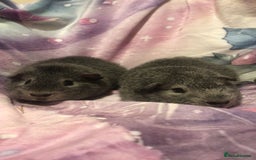 Guinea Pig rodents for sale: 2x male guinea pigs  - Image 1