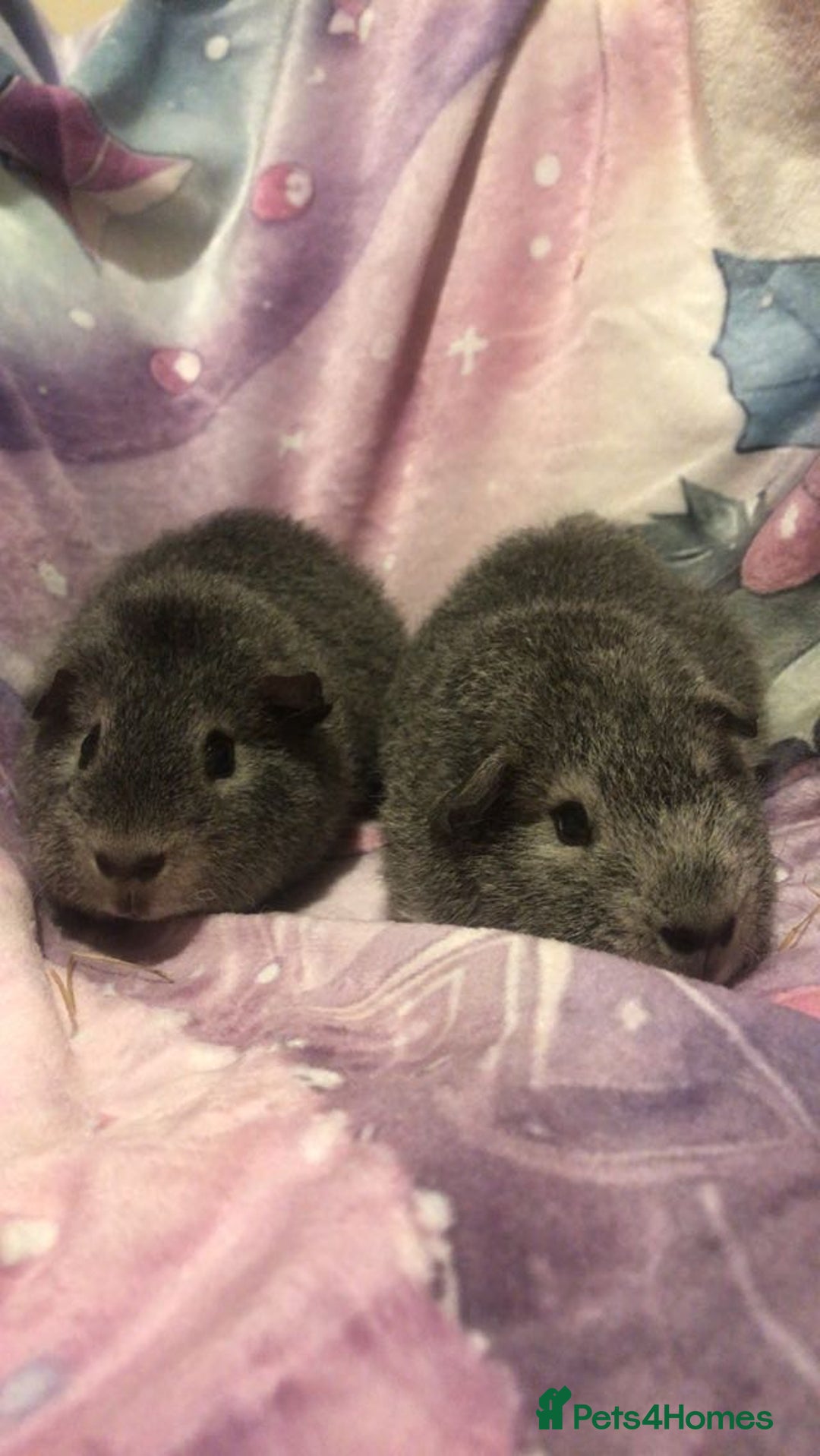 Guinea Pig rodents for sale: 2x male guinea pigs  - Image 1