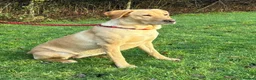Labrador Retriever dogs for sale: Stunning labrador puppies - Advert 2