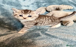 Persian cats for sale: 🌟 2 Chinchilla Persian Boy Kittens 🌟 - Image 12