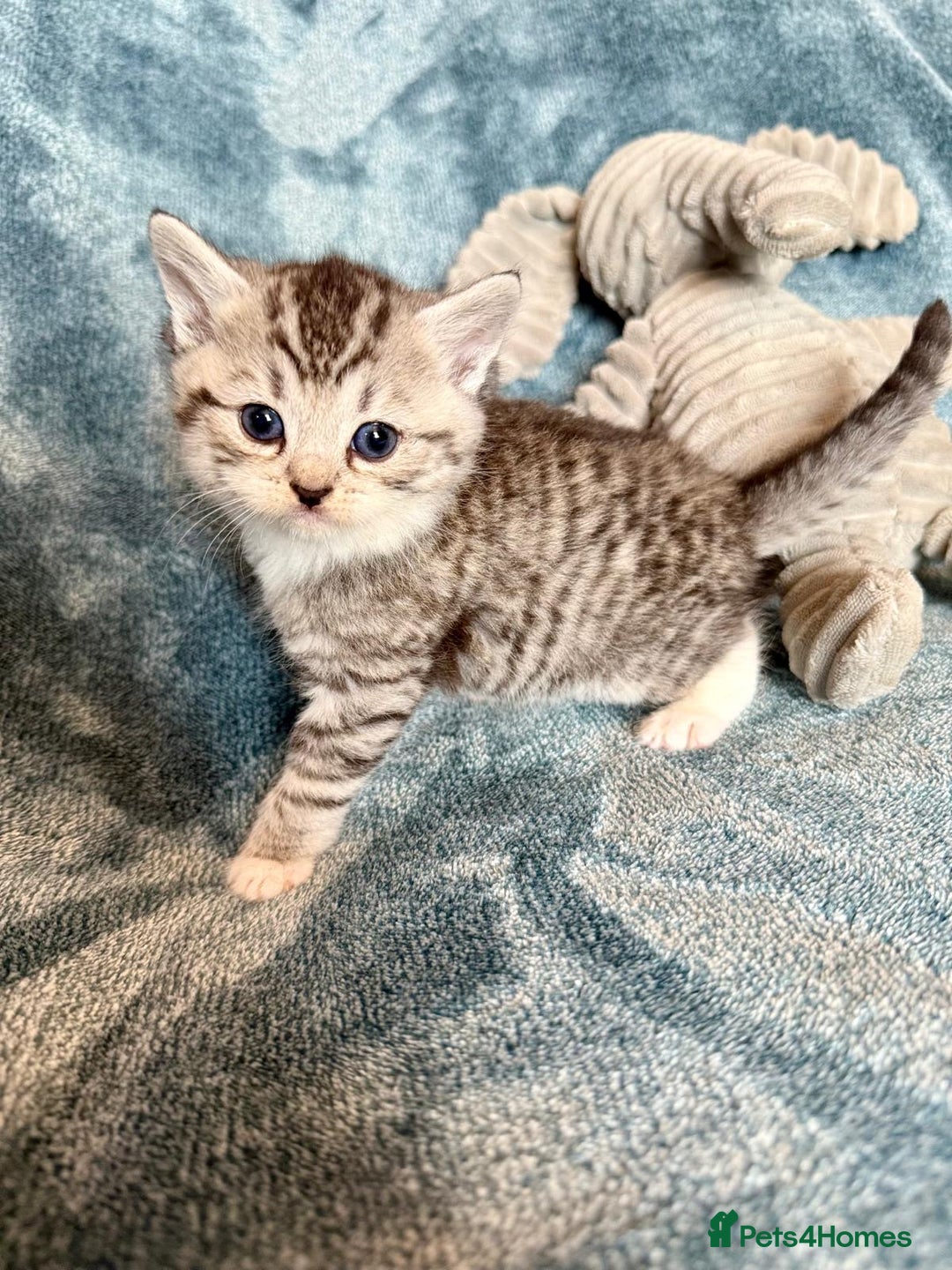 Persian cats for sale: 🌟 2 Chinchilla Persian Boy Kittens 🌟 - Image 12