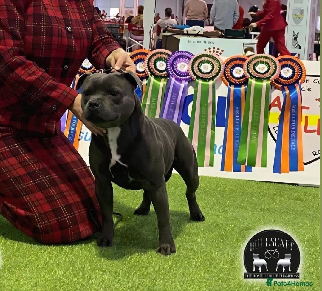 Staffordshire Bull Terrier dogs for sale: Rein X Pharron Bullsaff puppies - Image 7