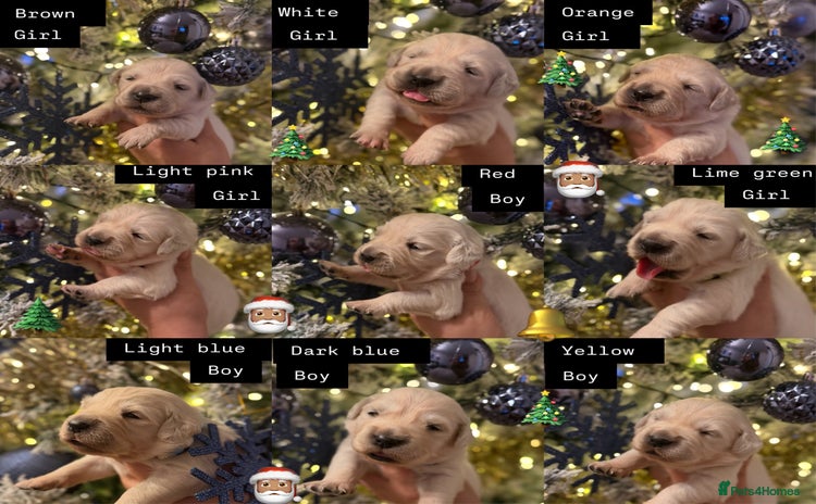 Golden Retriever dogs KC REG WHITE FULLY HEALTH TESTED PARENTS - Advert 5