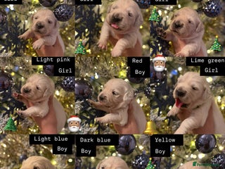 Golden Retriever dogs for sale: KC REG WHITE FULLY HEALTH TESTED PARENTS - Advert 1