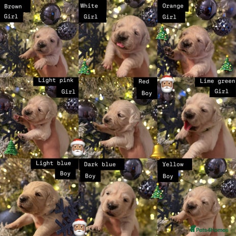 Golden Retriever dogs KC REG WHITE FULLY HEALTH TESTED PARENTS - Advert 5