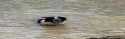English Springer Spaniel dogs for sale: **Springer Spaniel puppies** 4 remaining - Advert 4