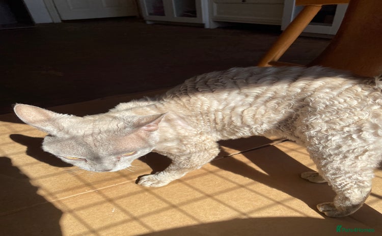 Devon Rex cats - Advert 2