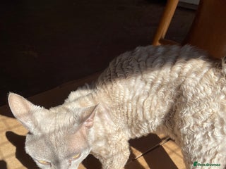 Devon Rex cats - Advert 6