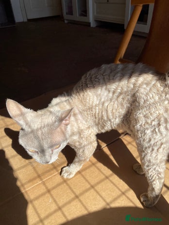 Devon Rex cats Devon Rex lilac - Advert 1