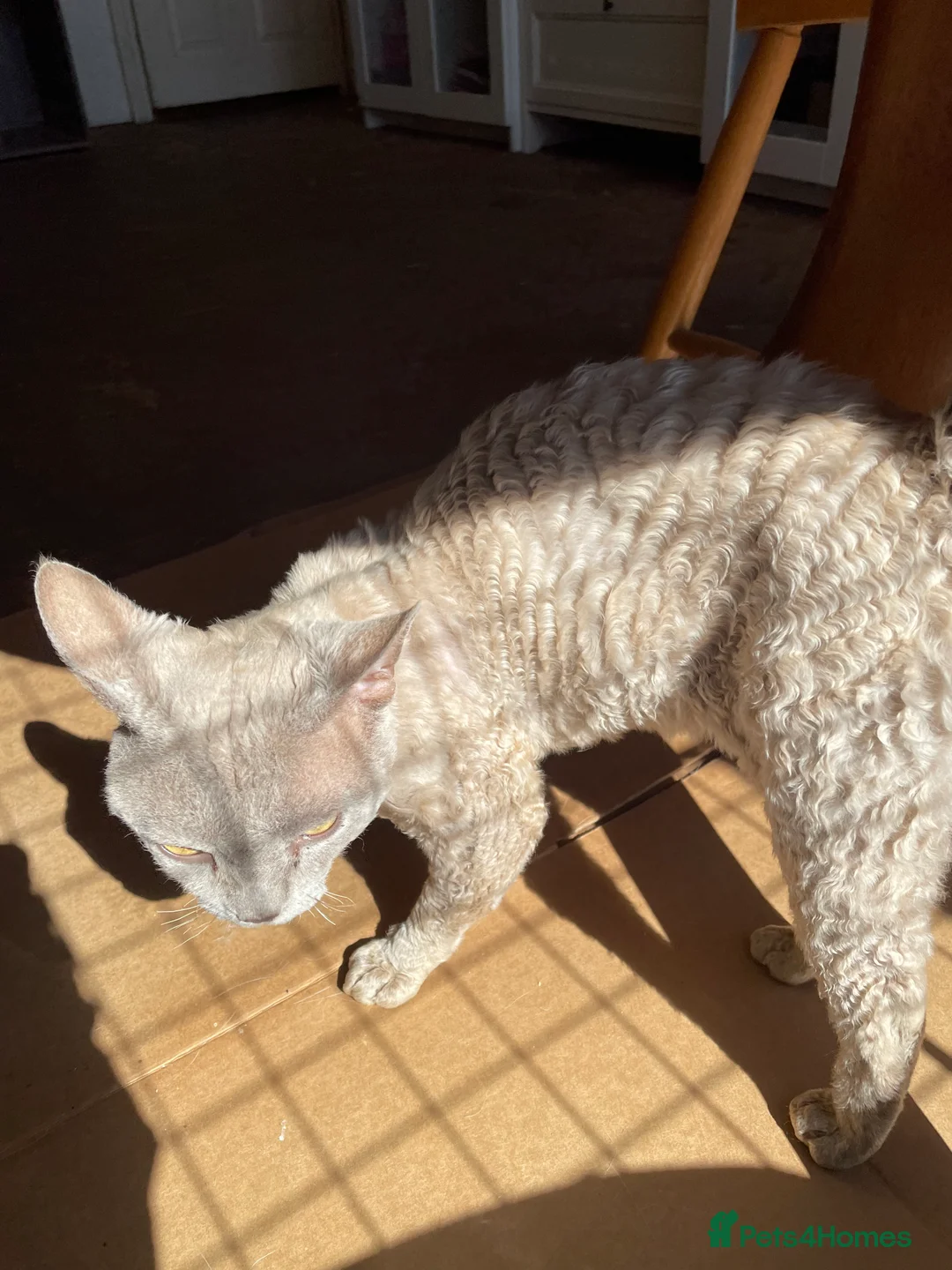 Devon Rex cats for stud: Devon Rex lilac - Advert 4