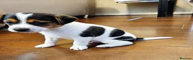 Jack Russell 3