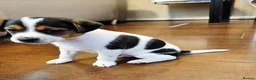 Jack Russell dogs for sale: Jack russell puppies  - Advert 2