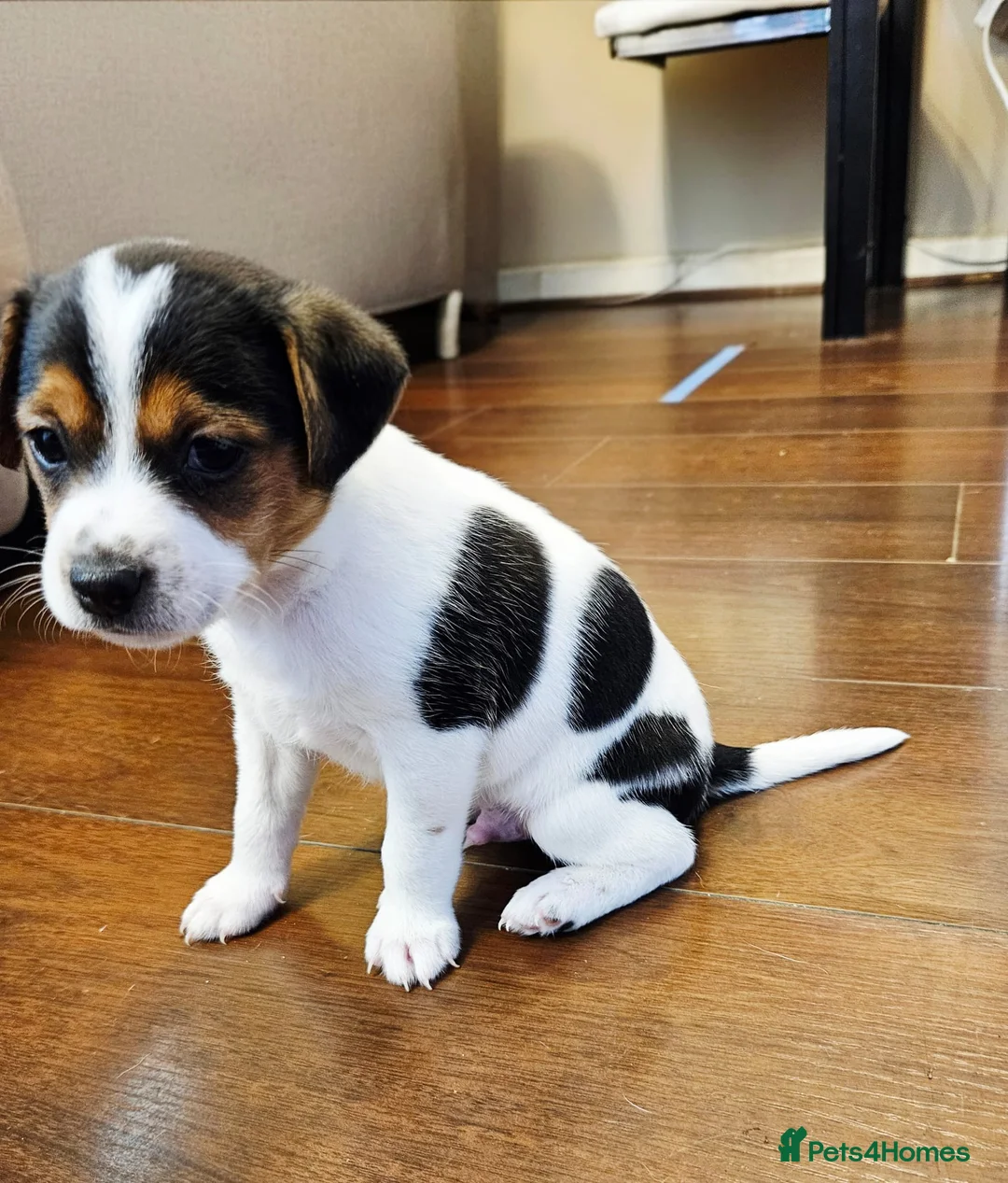Jack Russell dogs for sale: Jack russell puppies  - Advert 2