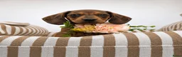 Miniature Dachshund dogs for sale: 🌸 Rare Pink mini dachshunds 🌸 - Advert 12