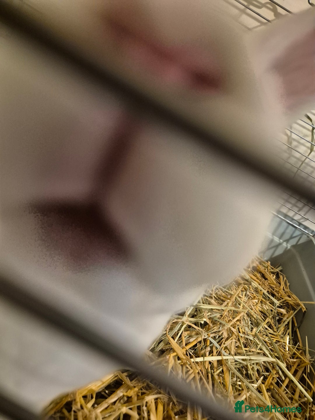 Rex rabbits for sale: Standard Rex Buck - REW. - Image 8