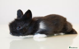 Lionhead rabbits for sale: Quality Double-maned Lionhead Bunnies - Image 4