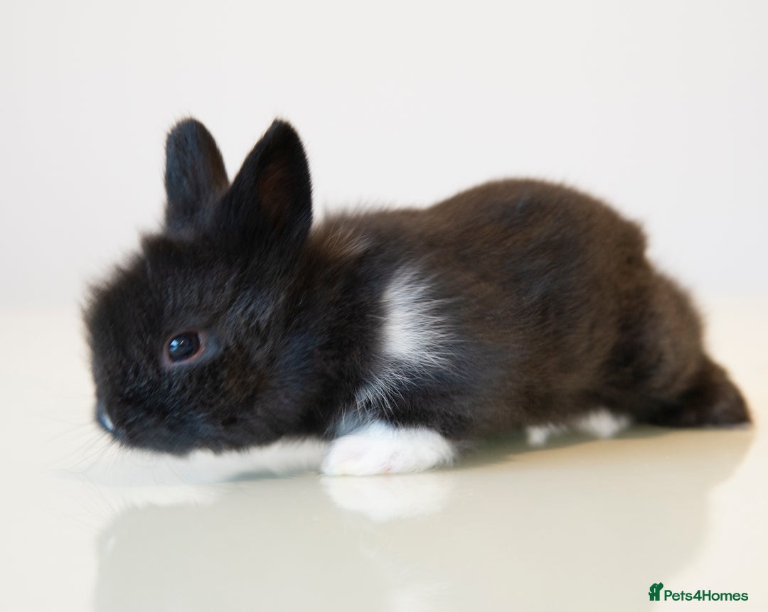 Lionhead rabbits for sale: Quality Double-maned Lionhead Bunnies - Image 4