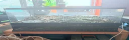 Snake reptiles for sale: Male western hognose. in Halifax - Advert 4