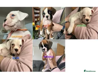 Boxer dogs Adorable BOXER puppies - Advert 5